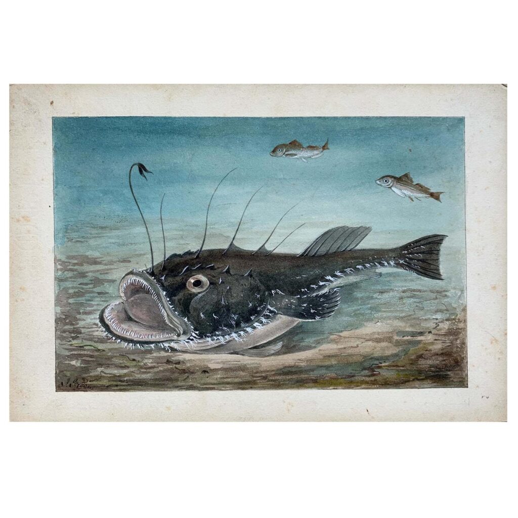 An original vintage illustration of an Angler Fish, c. 1910s - 1920s