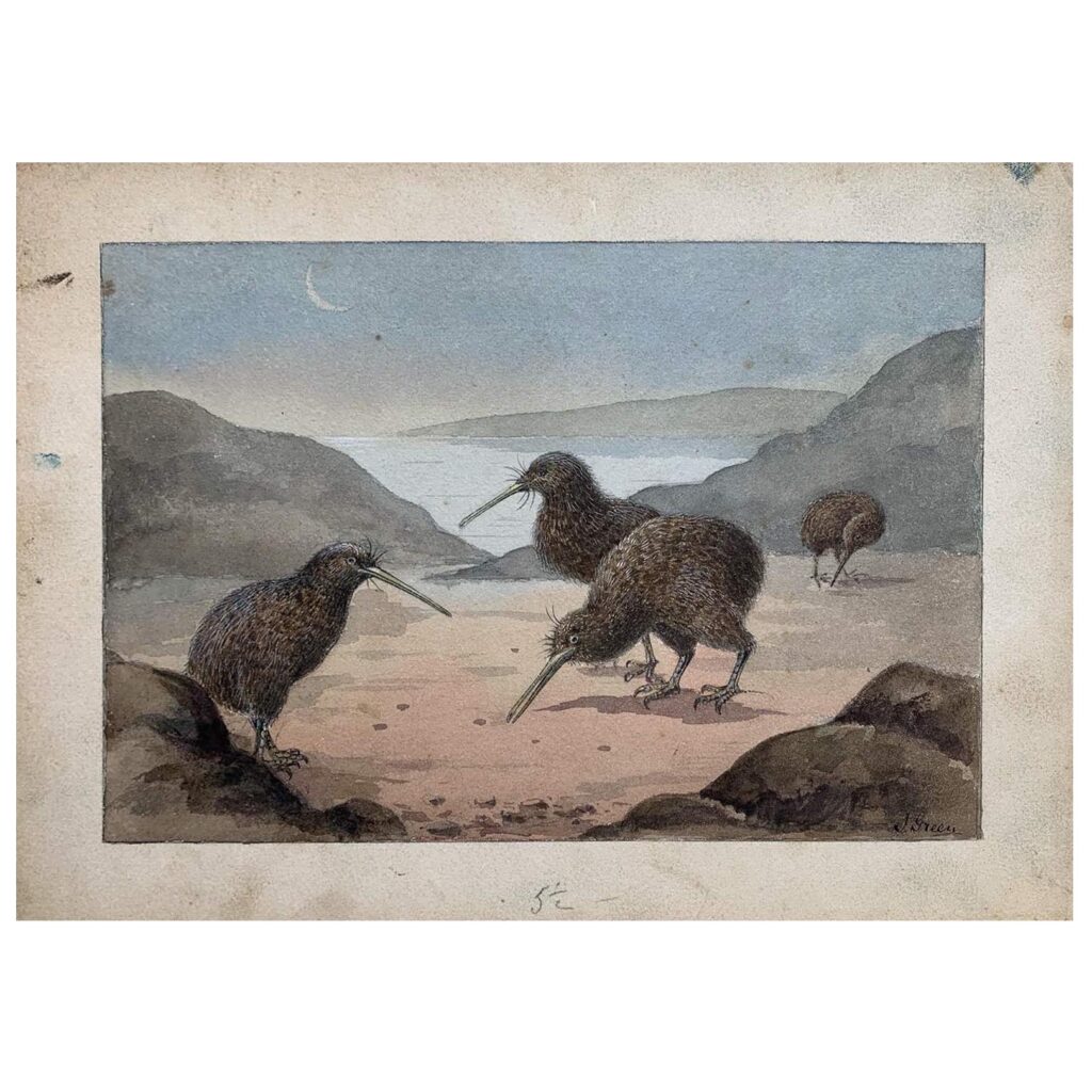 An original painted illustration of Kiwi Apteryx c 1910s-1920