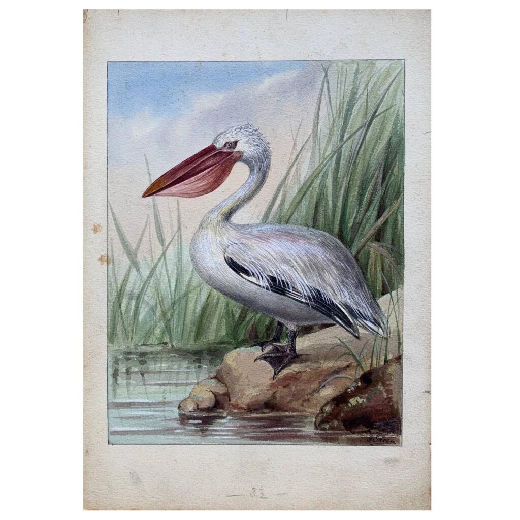 An original vintage painting of a Pelican