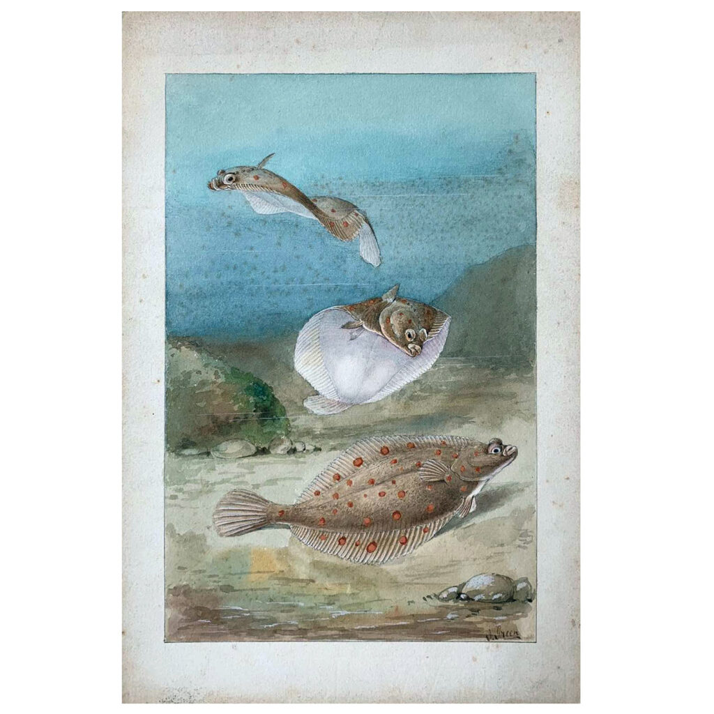 An original vintage watercolour illustration of Plaice fish in a marine environment, c. 1910s-1920s