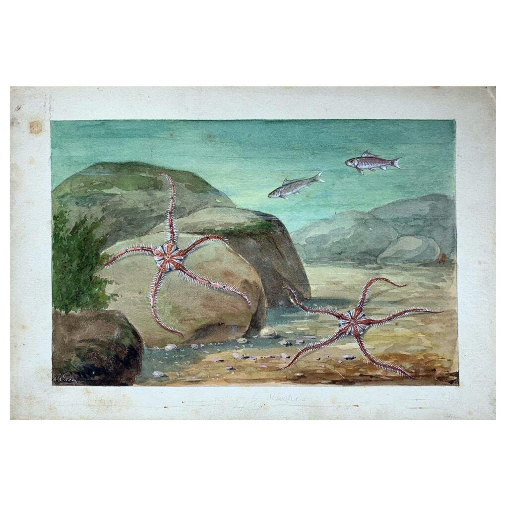 An original illustration of brittle star fish