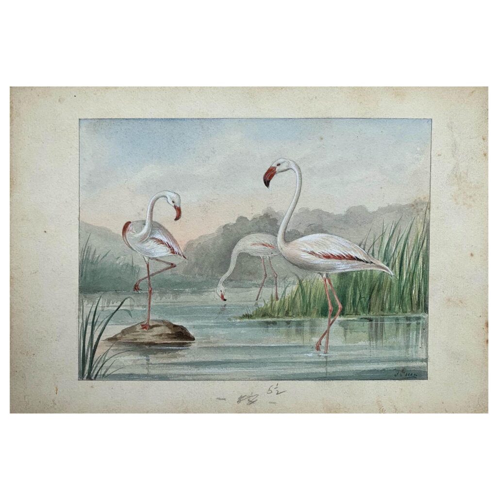 An original illustration of Flamingo, c. 1910s /1920s