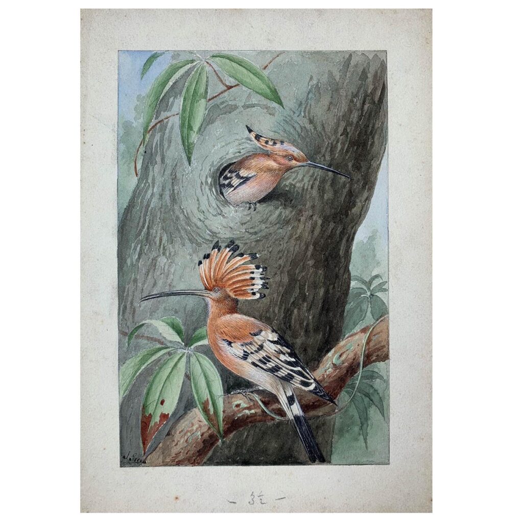 Original illustration of Hoopoe, c. 1910s/ 1920s