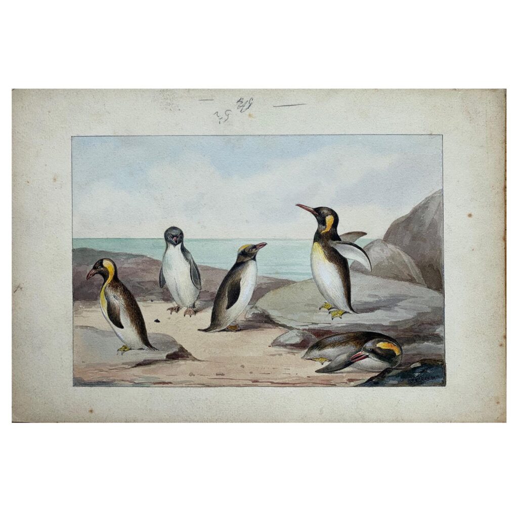 Original vintage illustration of Penguins, c1910s /1920s